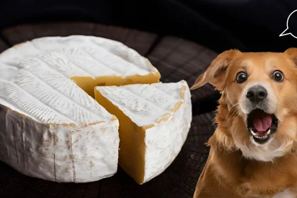 Can Dogs Eat Brie Cheese
