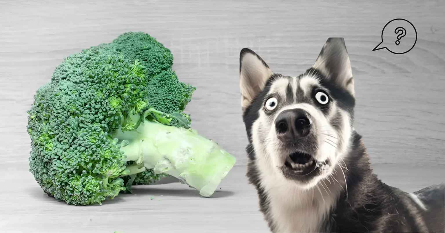 Can Dogs Eat Broccoli Raw