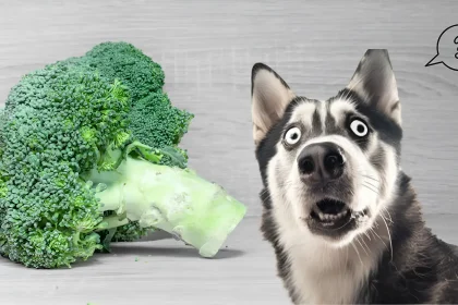 Can Dogs Eat Broccoli Raw