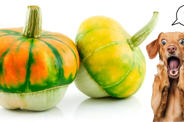 Can Dogs Eat Gourds
