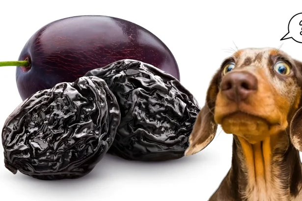 Can Dogs Eat Prunes