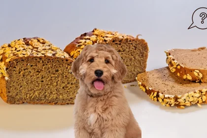 Can Dogs Eat Whole Grain Bread
