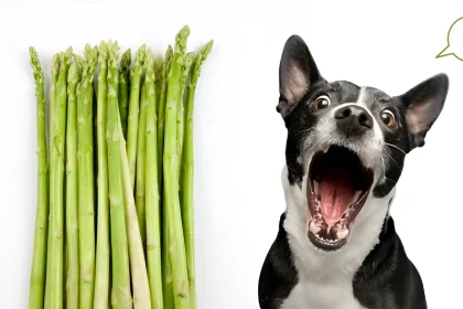 Is Asparagus Harmful to Dogs