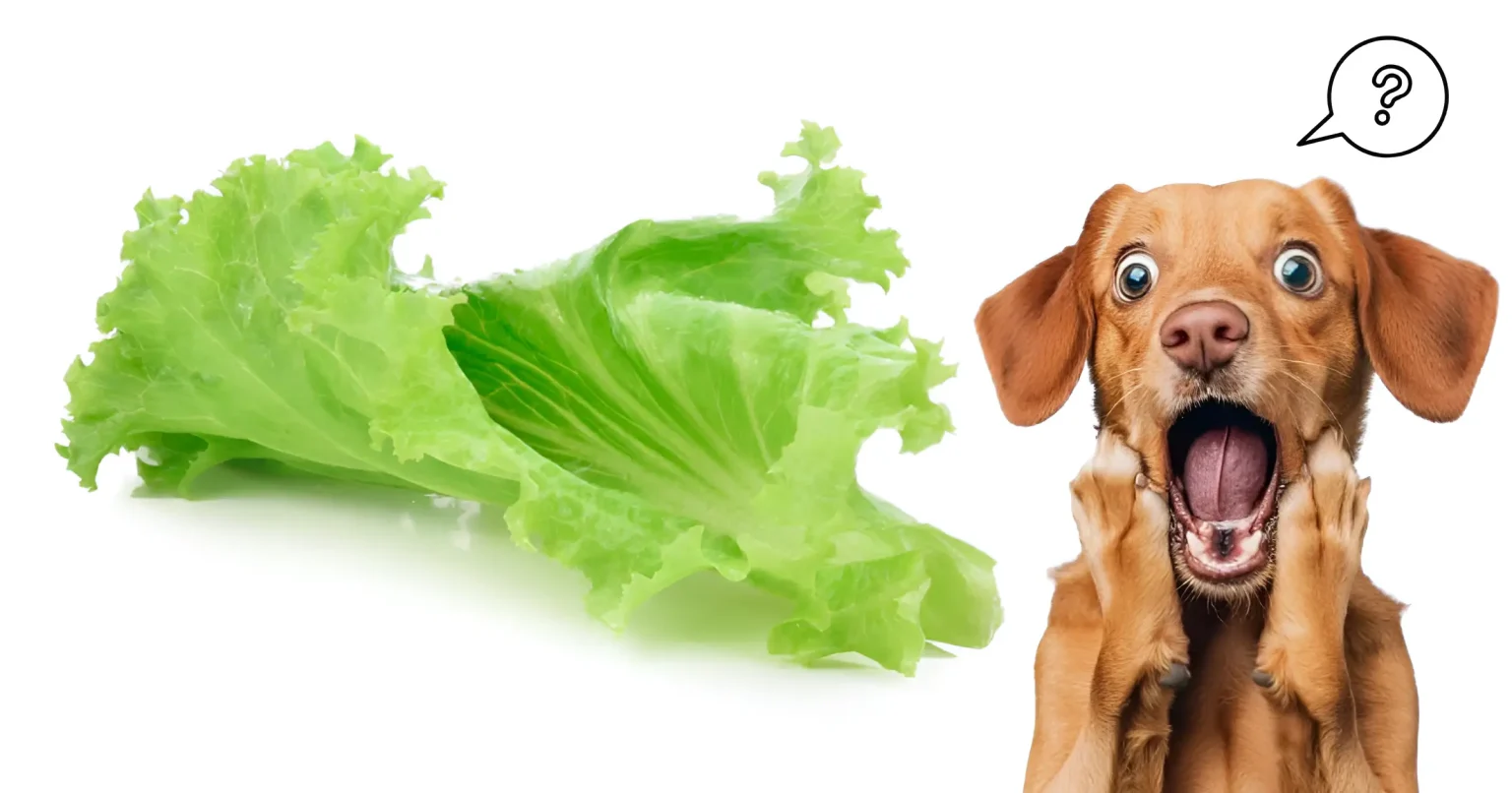 Is Lettuce OK for Dogs