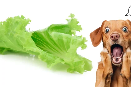 Is Lettuce OK for Dogs