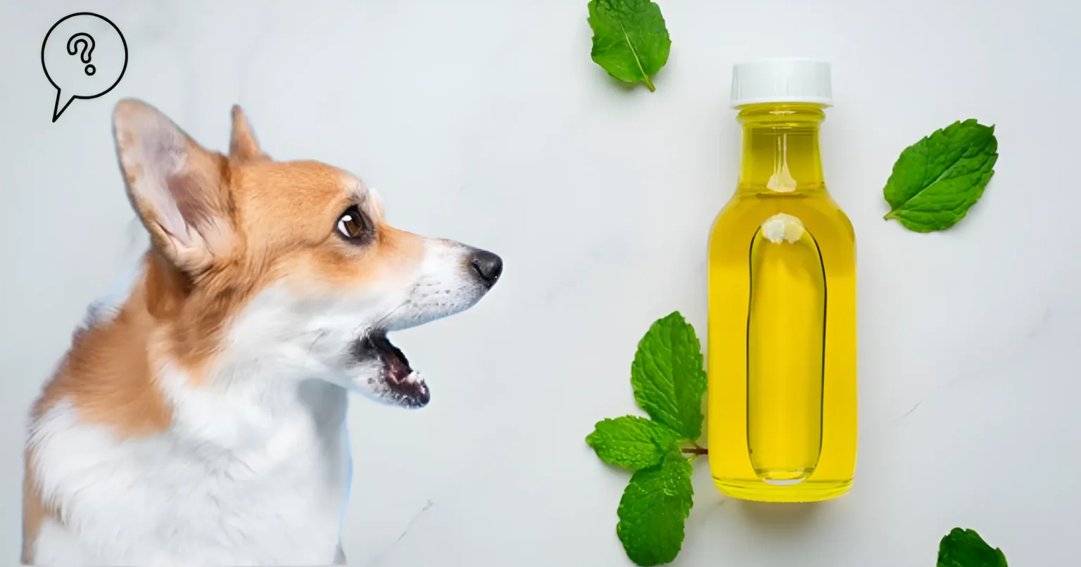 Is Oregano Oil Safe for Dogs