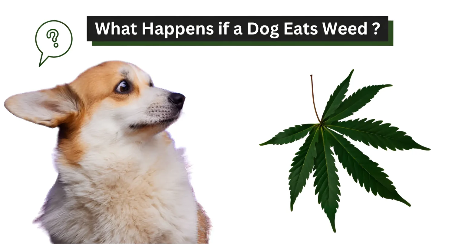 What Happens if a Dog Eats Weed