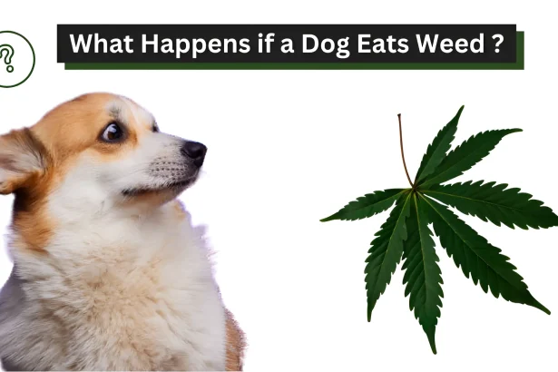 What Happens if a Dog Eats Weed