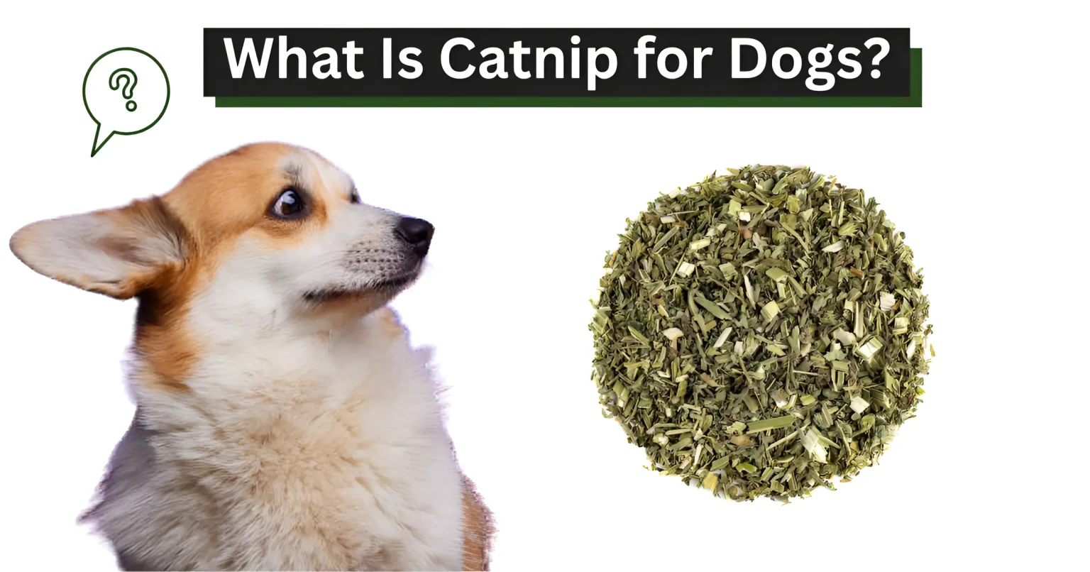 What Is Catnip for Dogs Safe