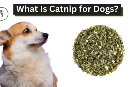 What Is Catnip for Dogs Safe