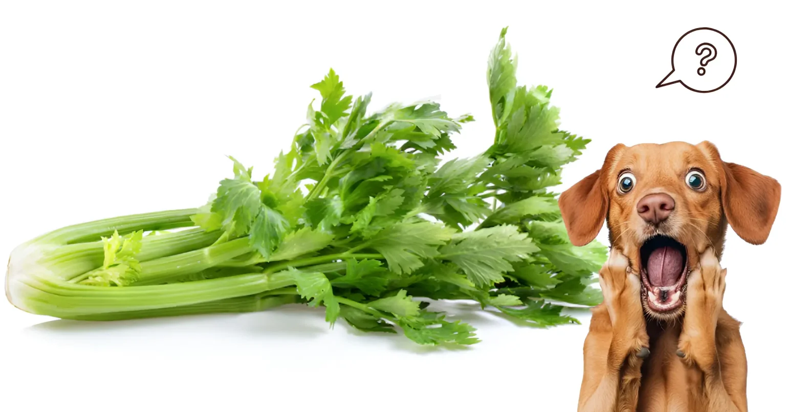 can dog eat celery