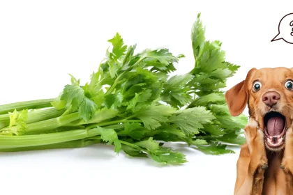 can dog eat celery