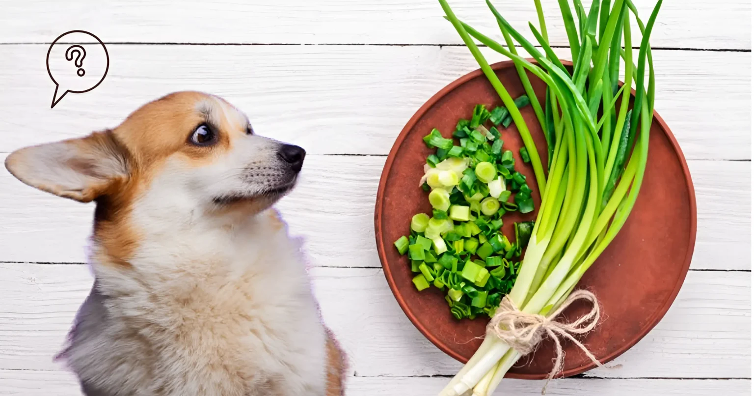 can dogs eat chives