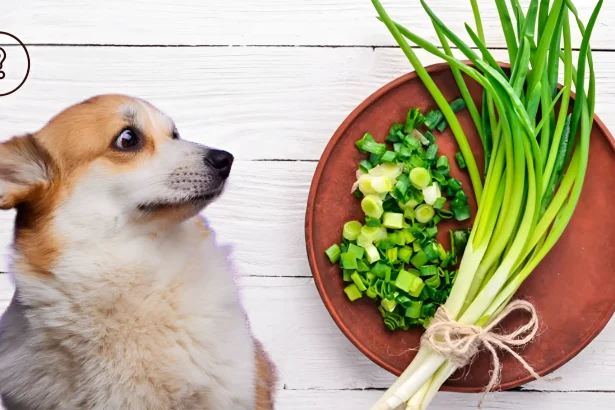 can dogs eat chives