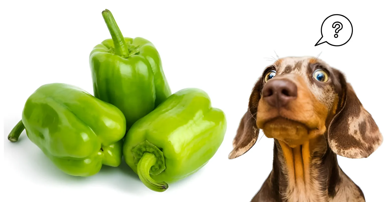 can dogs eat green peppers