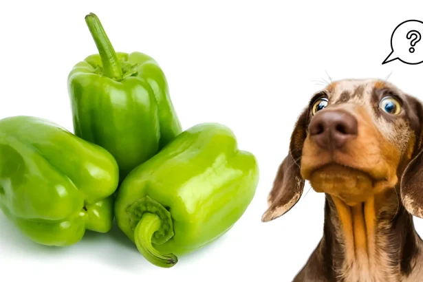 can dogs eat green peppers