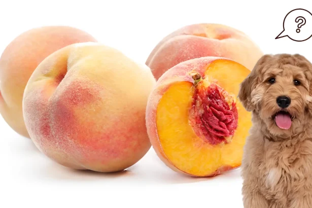 can dogs eat nectarine
