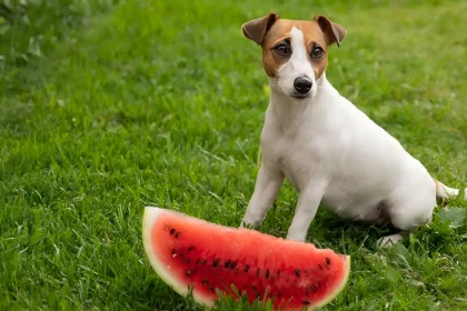 can dogs eat watermelon rind