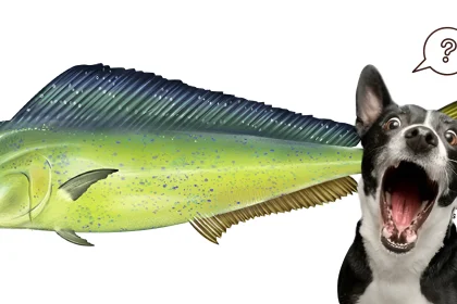 can dogs have mahi mahi