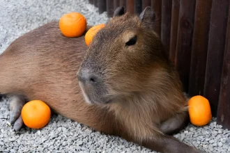 can guinea pigs eat oranges peels