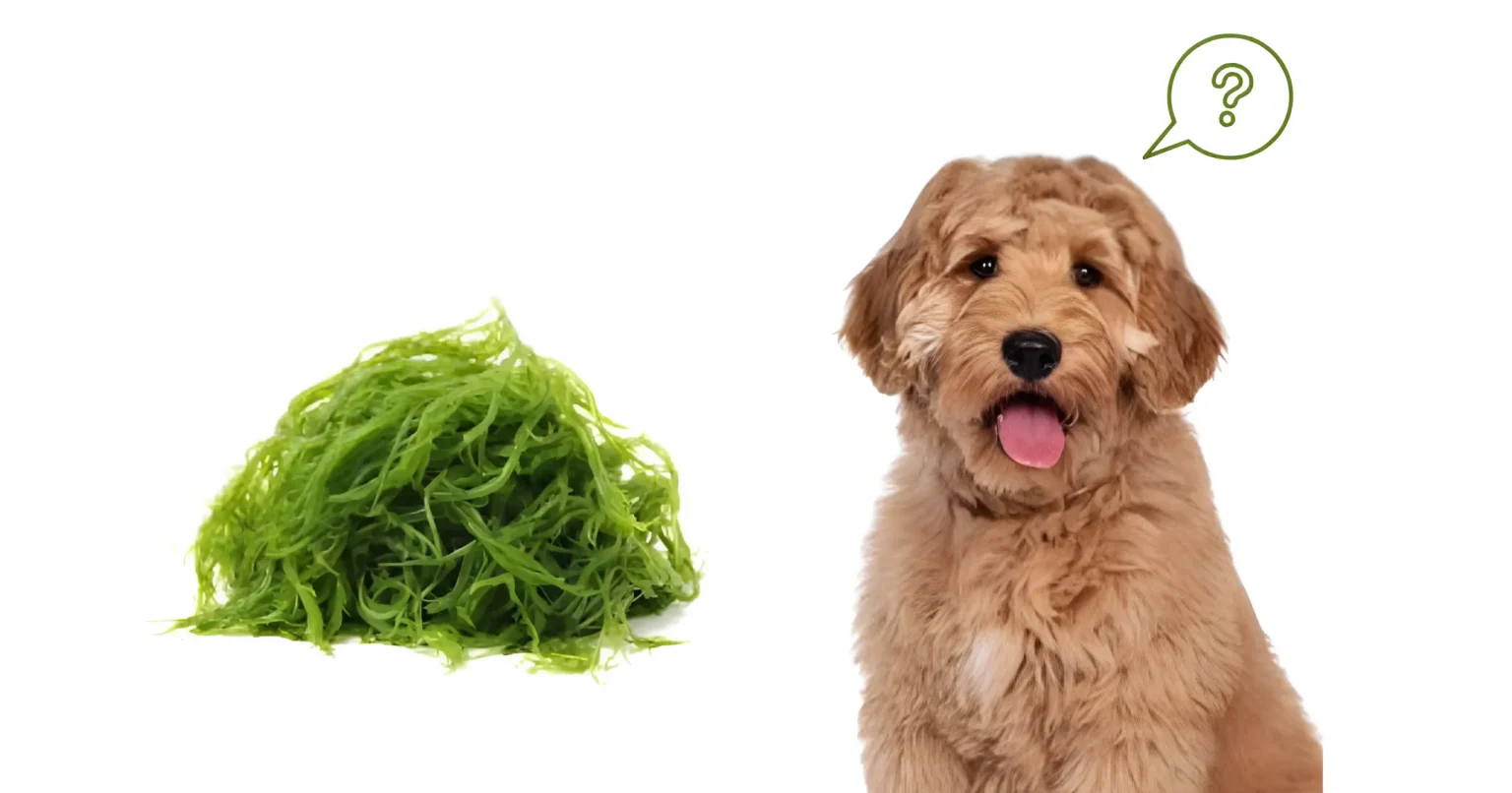 is seaweed good for dogs