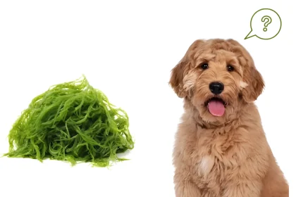 is seaweed good for dogs
