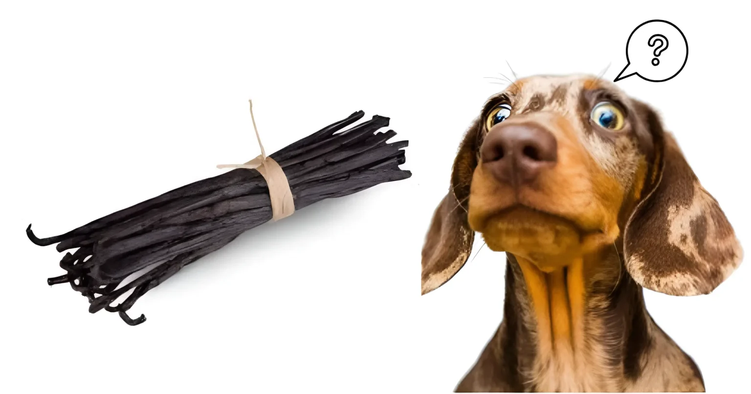 is vanilla bad for dogs