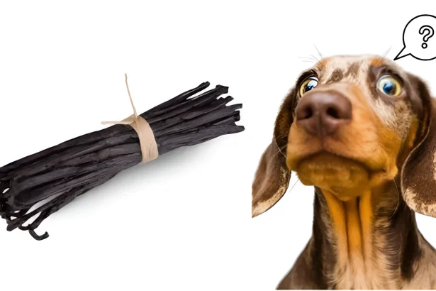 is vanilla bad for dogs