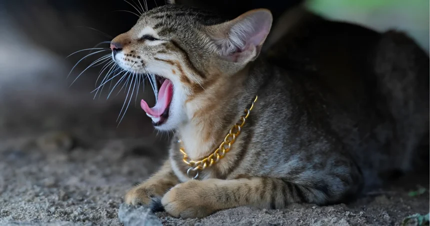 why is my cat meowing so much all of a sudden