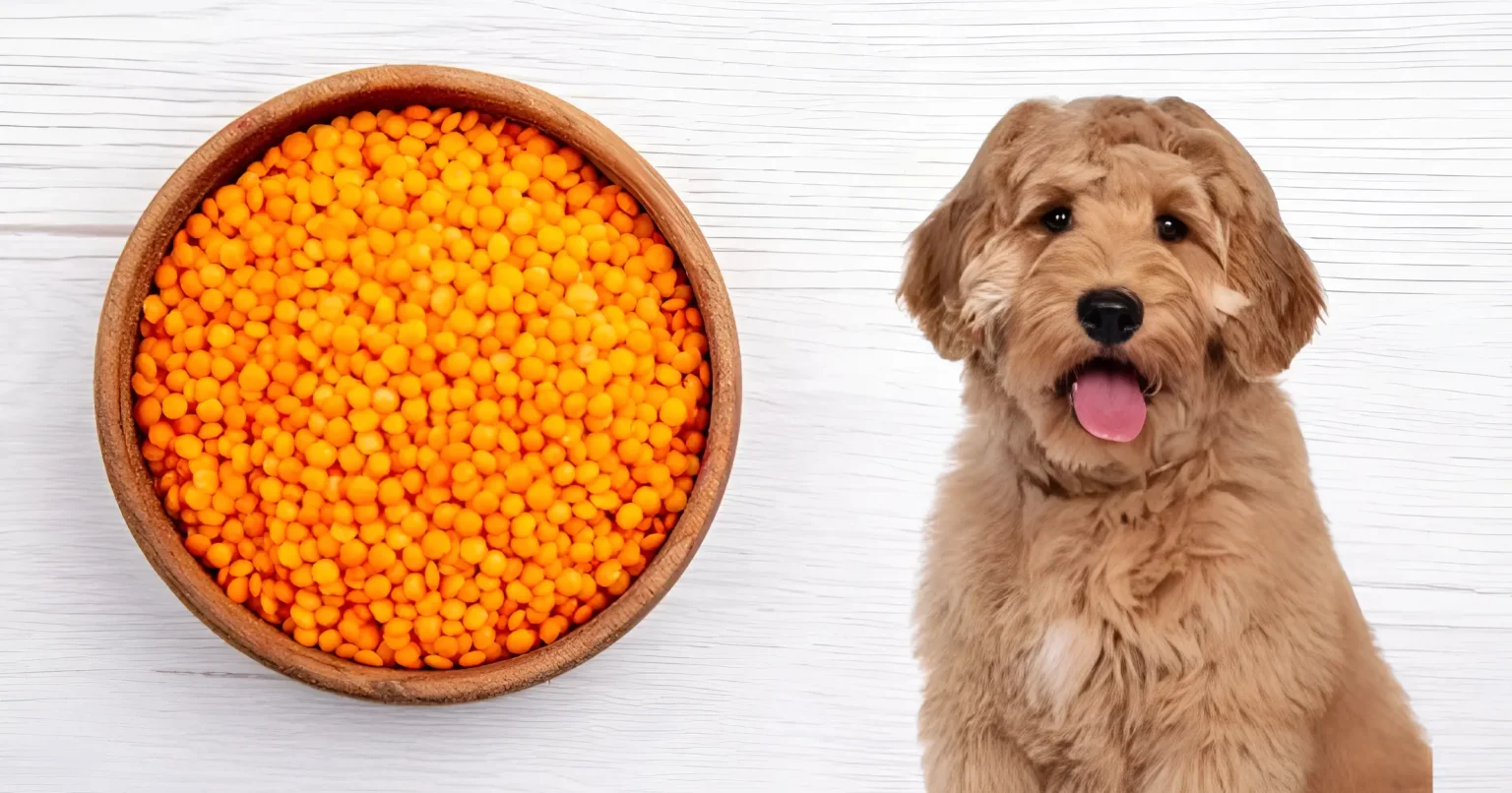 are lentils bad for dogs