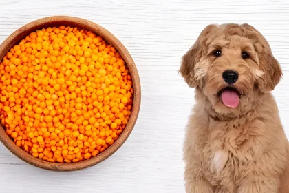 are lentils bad for dogs