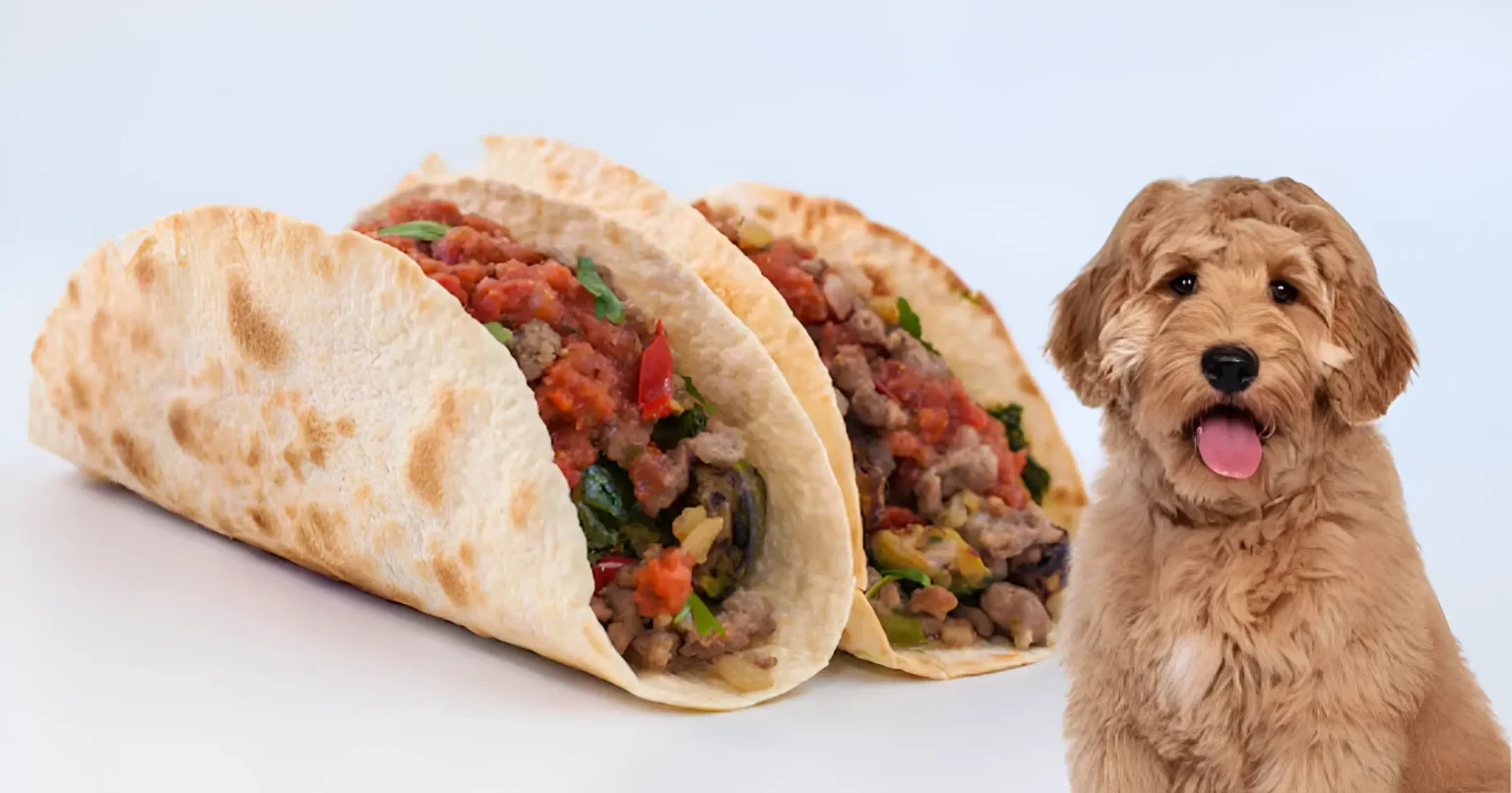 can cats eat tortillas