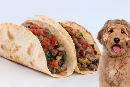 can cats eat tortillas
