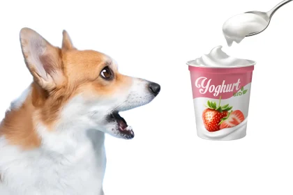 can dogs eat activia yogurt