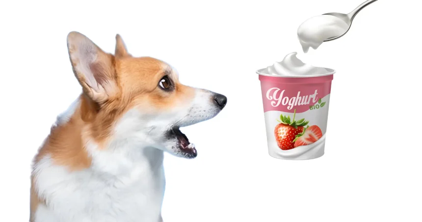 can dogs eat activia yogurt