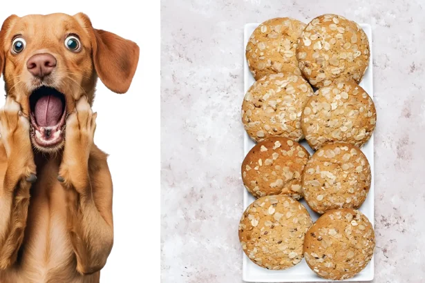 can dogs eat anzac biscuits