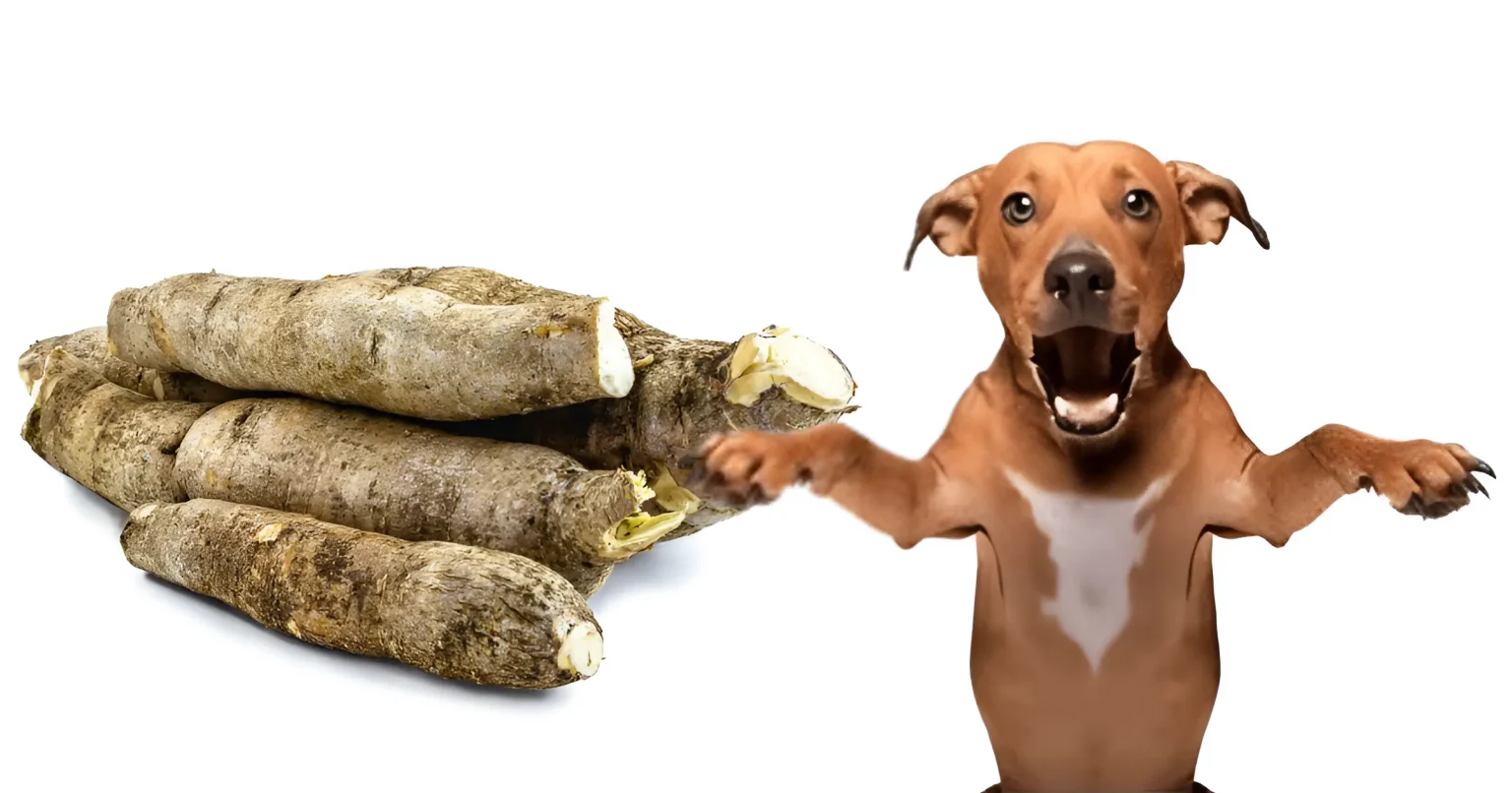 can dogs eat cassava