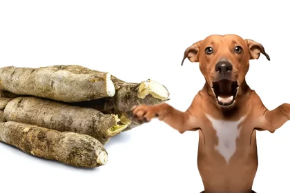 can dogs eat cassava
