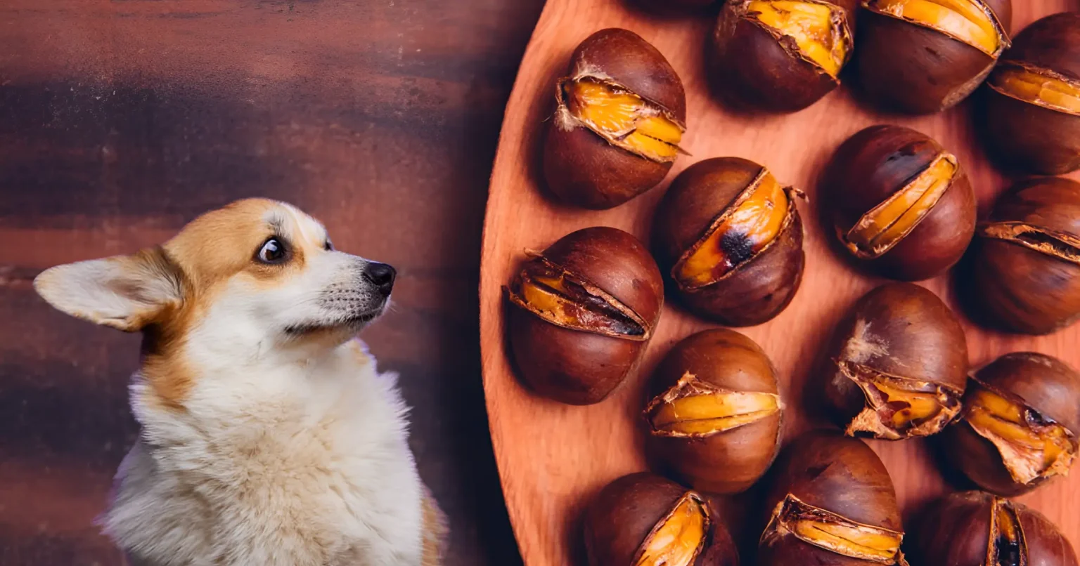 can dogs eat chestnuts