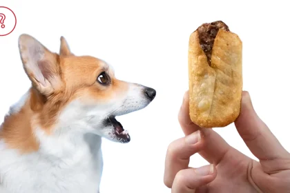 can dogs eat dim sims