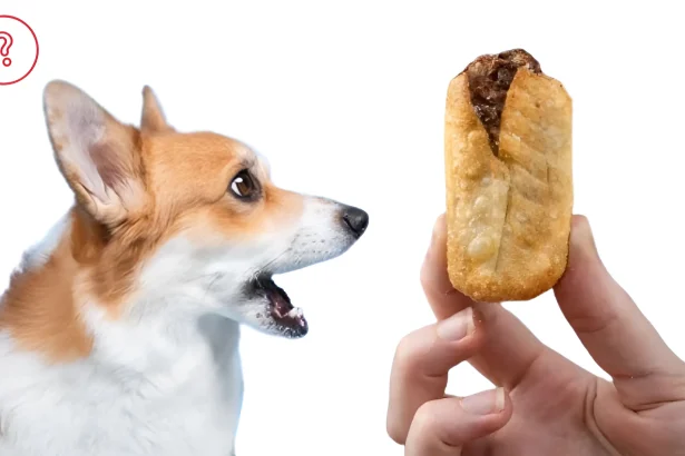 can dogs eat dim sims