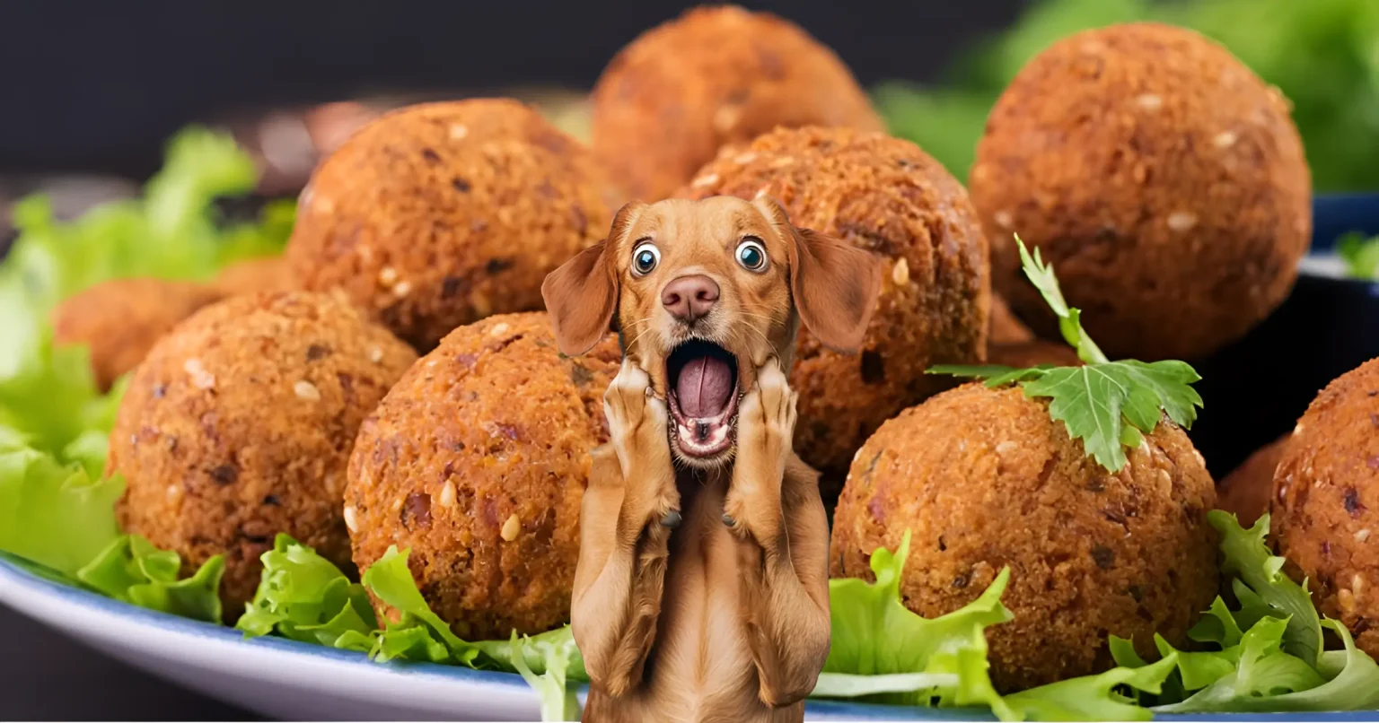 can dogs eat falafel