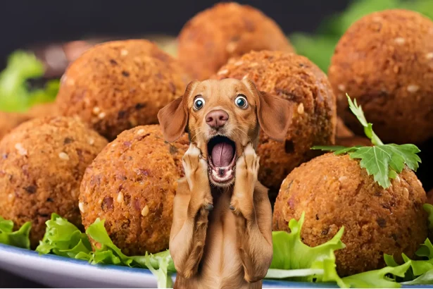 can dogs eat falafel