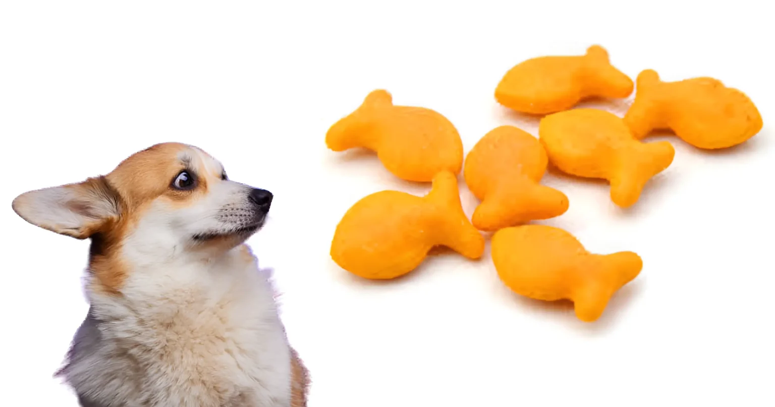 can dogs eat goldfish