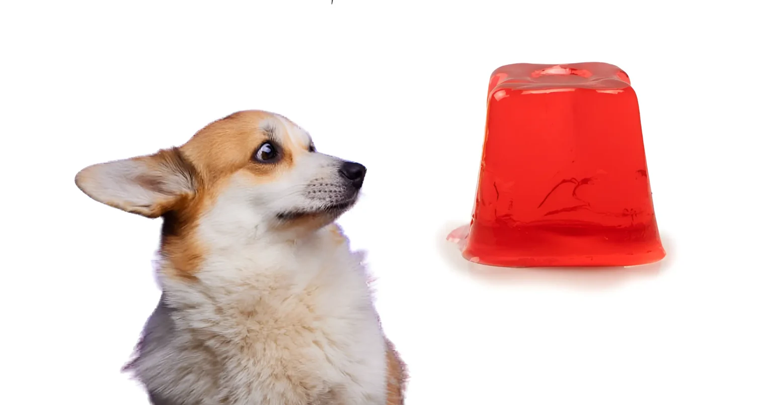 can dogs eat jello