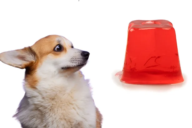 can dogs eat jello
