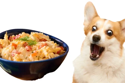 can dogs eat pimento cheese