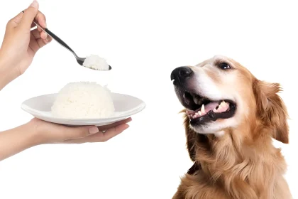 can dogs eat sticky rice