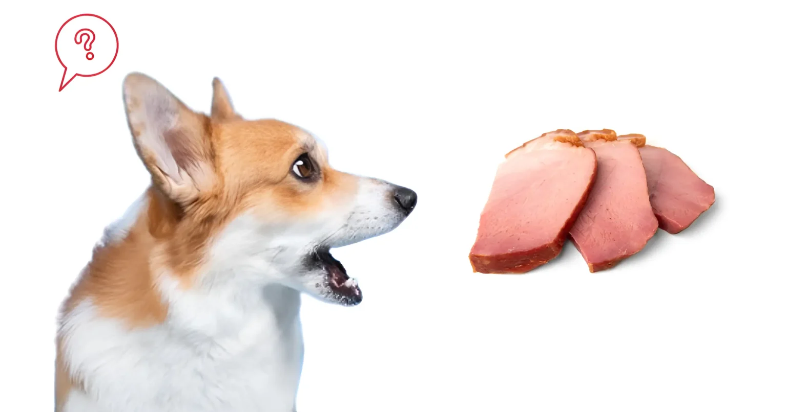 can dogs eat turkey bacon