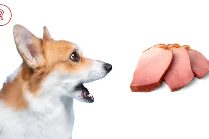 can dogs eat turkey bacon
